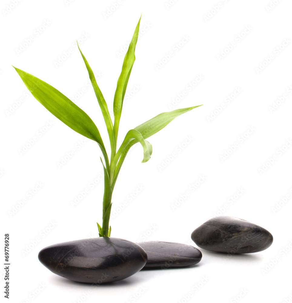Shinny pebbles path. Spa and healthcare concept. Shinny pebbles path. Spa and healthcare concept.