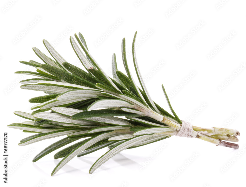 Fototapeta premium rosemary herb spice leaves isolated on white background cutout