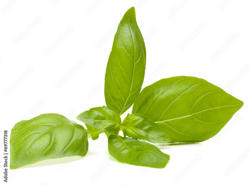 Fototapeta premium Sweet basil leaves