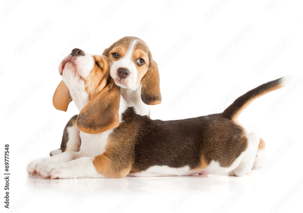 Cute Beagle Puppy