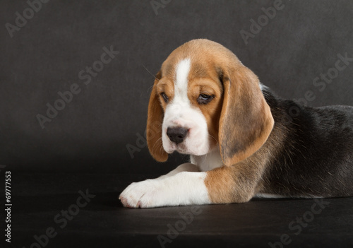 Cute Beagle Puppy