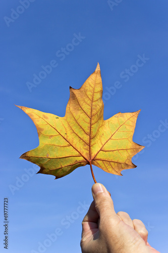 Dry maple leaf  over blue sky