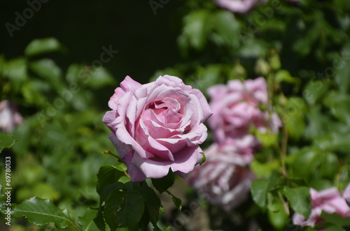 Rose anglaise