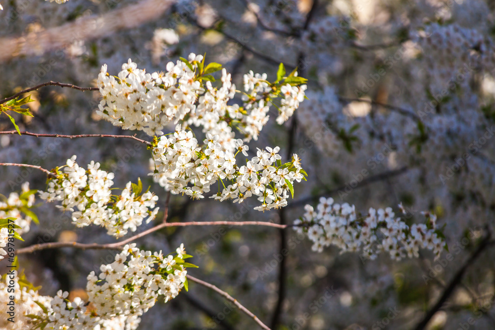 Obraz premium Flowers of the cherry blossoms on a spring day
