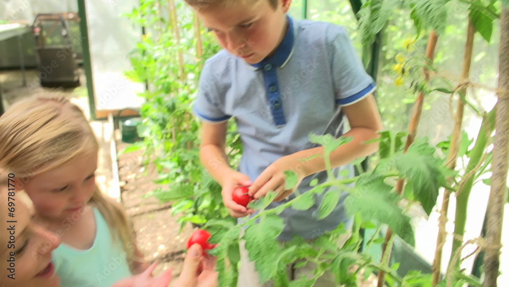Mother And Children Harvesting Tomatoes In Greenhouse Mother And Children Harvesting Tomatoes In Greenhouse