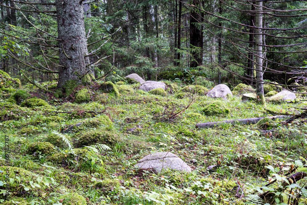 Fototapeta premium Old forest with moss covered trees and rays of sun