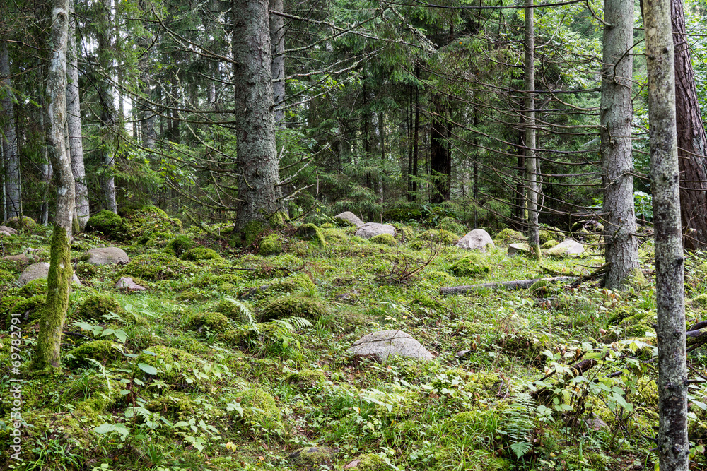 Old forest with moss covered trees and rays of sun Old forest with moss covered trees and rays of sun