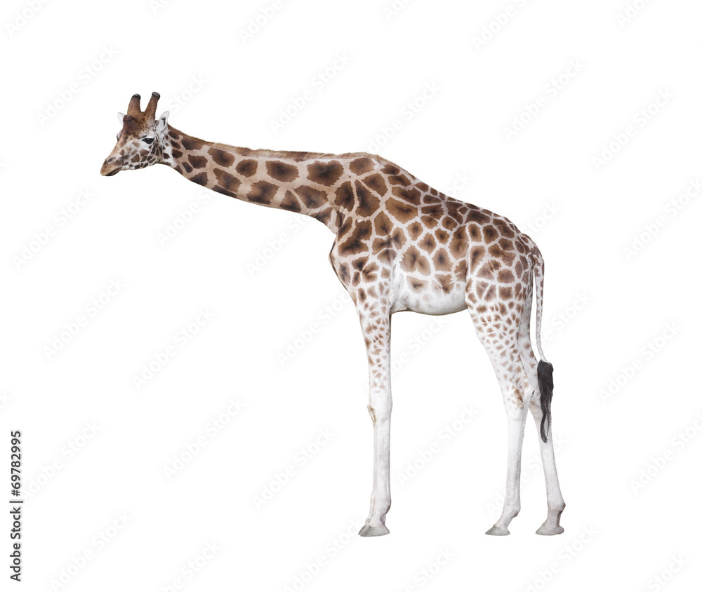 Giraffe isolated on white with clipping path