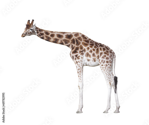 Giraffe isolated on white with clipping path