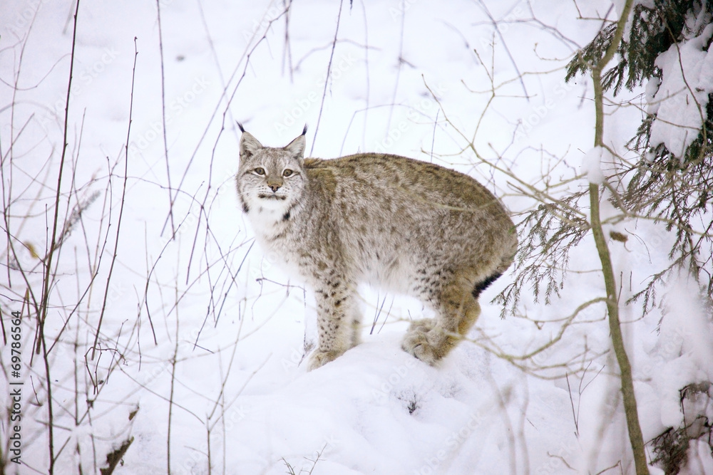 lynx lynx