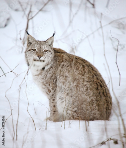 lynx