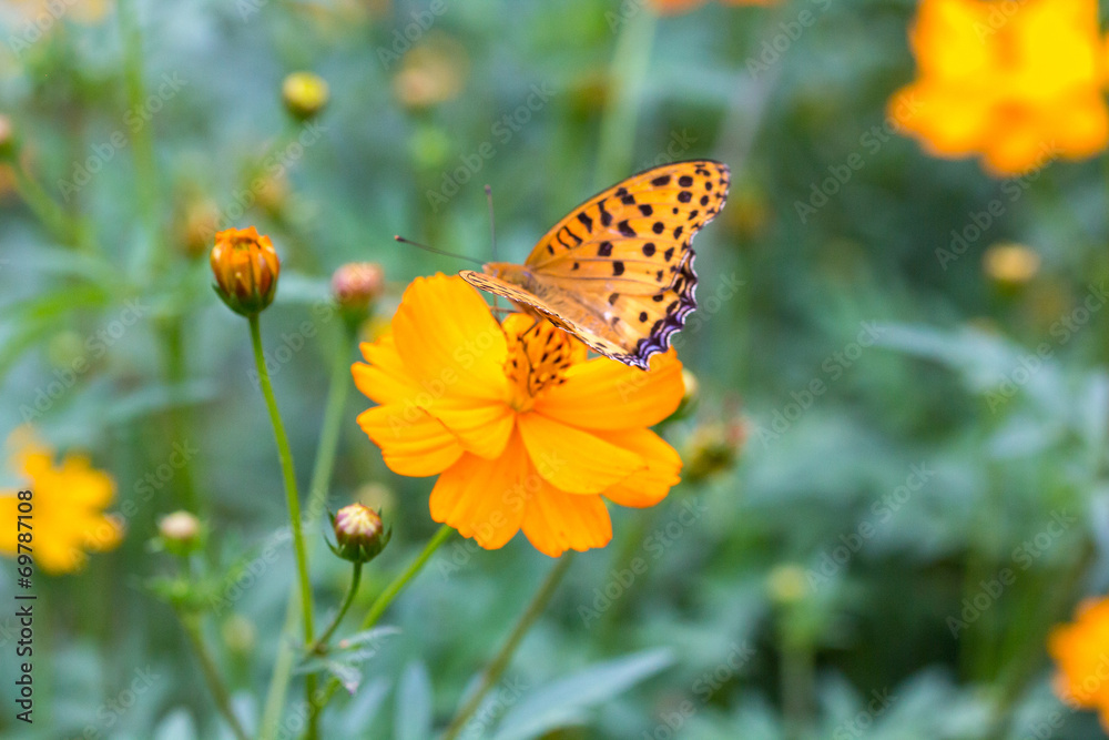 The Persian chrysanthemum Butterfly