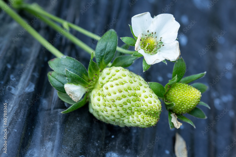 Strawberry Strawberry