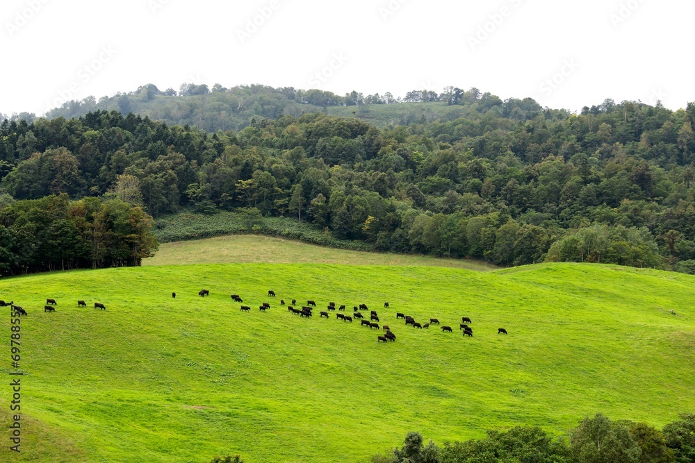 高原で草を食（は）む黒い牛たち