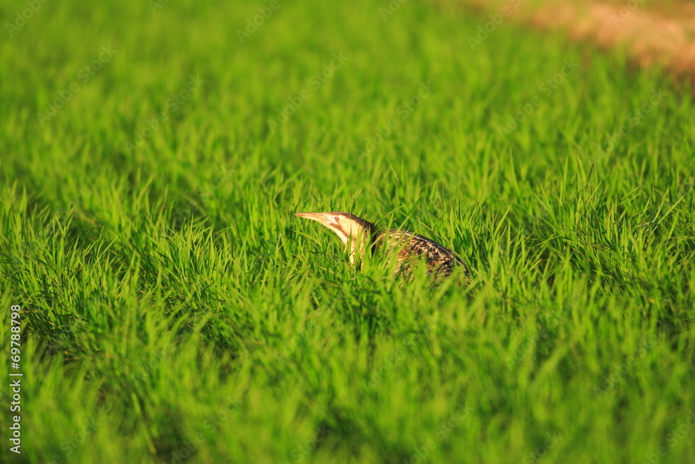Obraz premium Eurasian Bittern(Botaurus stellaris) in Japan