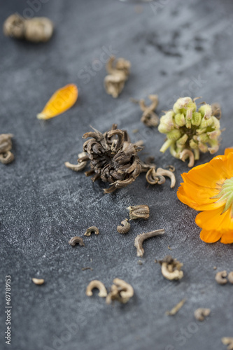 Fototapeta Naklejka Na Ścianę i Meble -  Ringelblumensamen