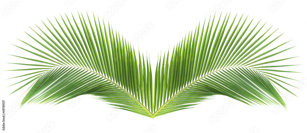 Obraz premium Green coconut leaf on white background