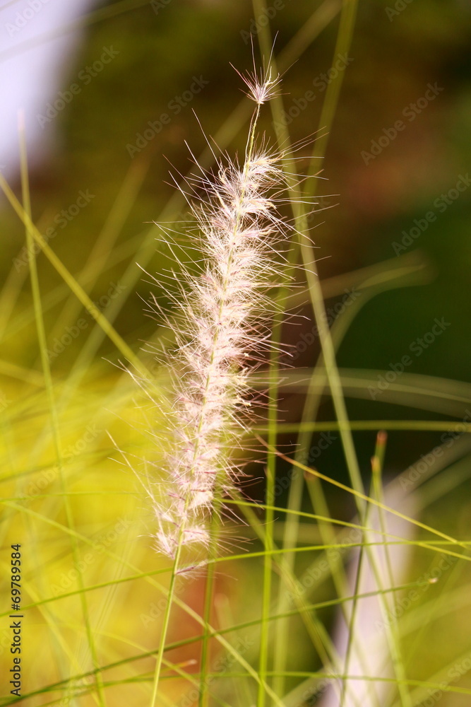 Obraz premium Glass flower