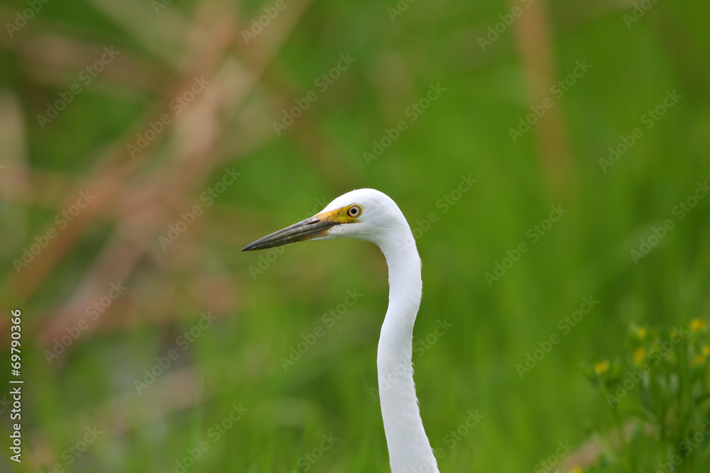 Intermediate Egret (Ardea intermedia) in Jaan Intermediate Egret (Ardea intermedia) in Jaan