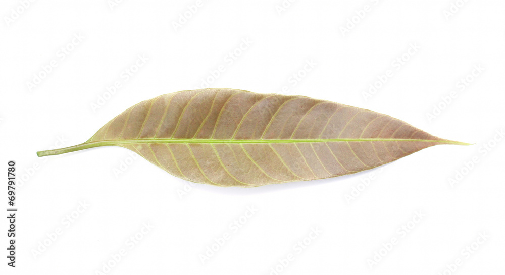 Mango leaf Mango leaf