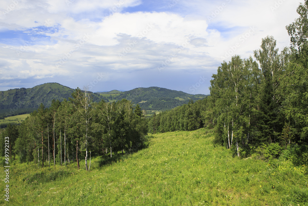 Beautiful forest in the Altai Mountains. Summer landscape.