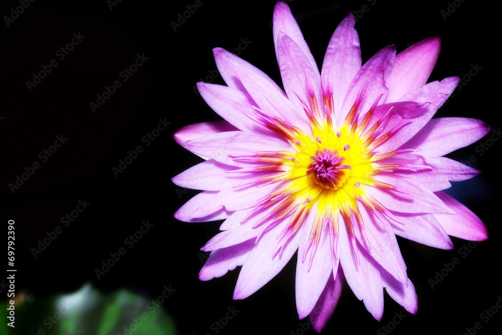 Lotus flower on black background