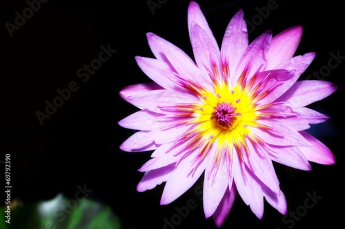 Lotus flower on black background