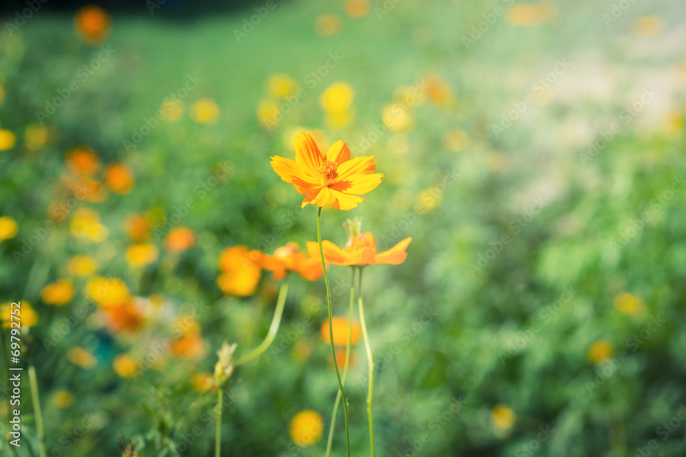 Flowers at sunlight in green background