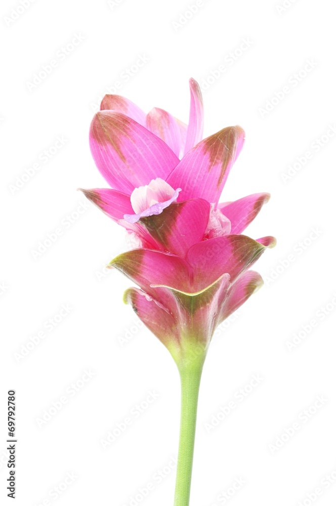 Siam Tulip Siam Tulip