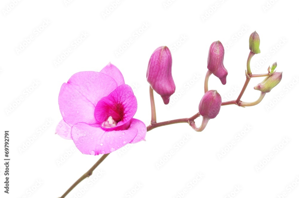 Fototapeta premium Pink Spathoglottis plant