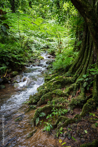 Path in the jungle
