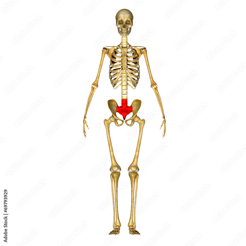 Sacrum Sacrum