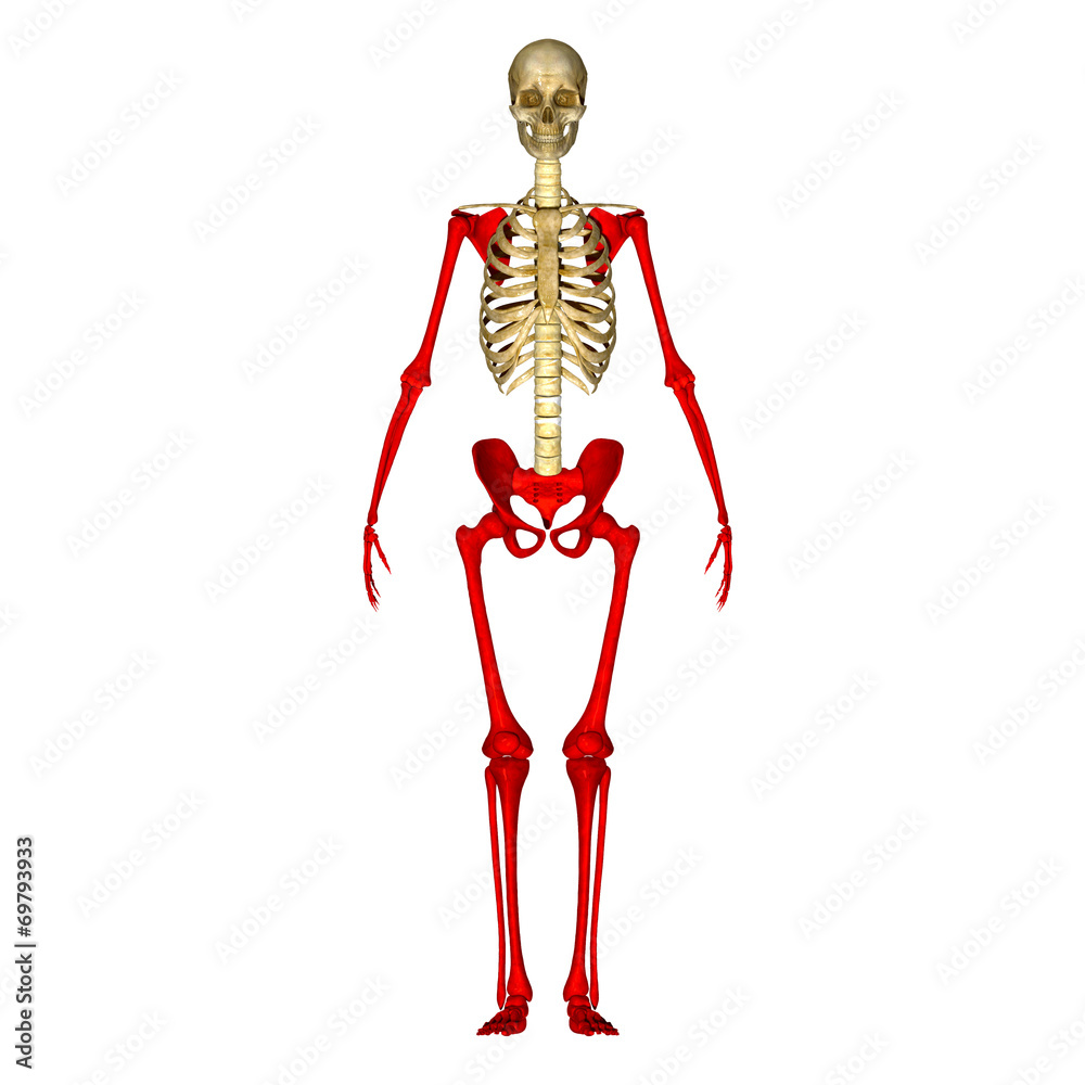 Skeleton hands and legs Skeleton hands and legs