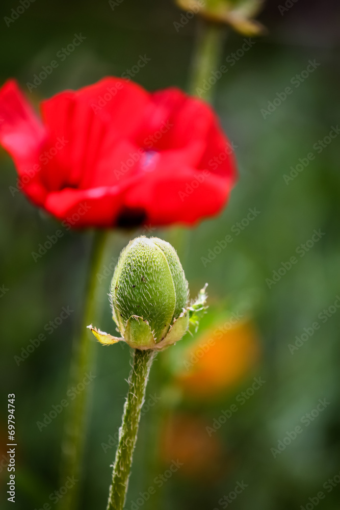 Poppies in the field Poppies in the field