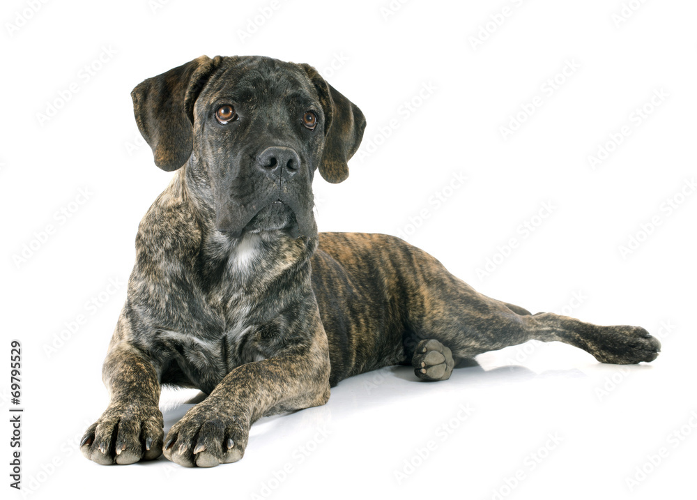 puppy cane corso puppy cane corso