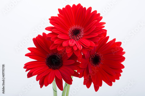 red gerbera daisy flower