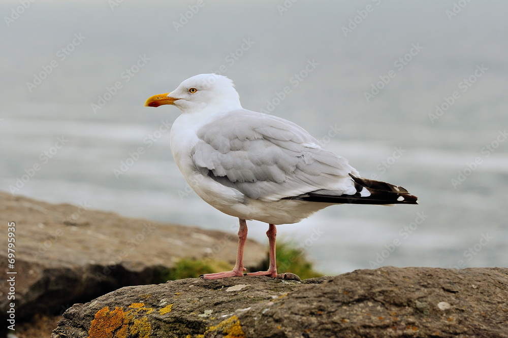 Mewa, Larus argentatus Mewa, Larus argentatus
