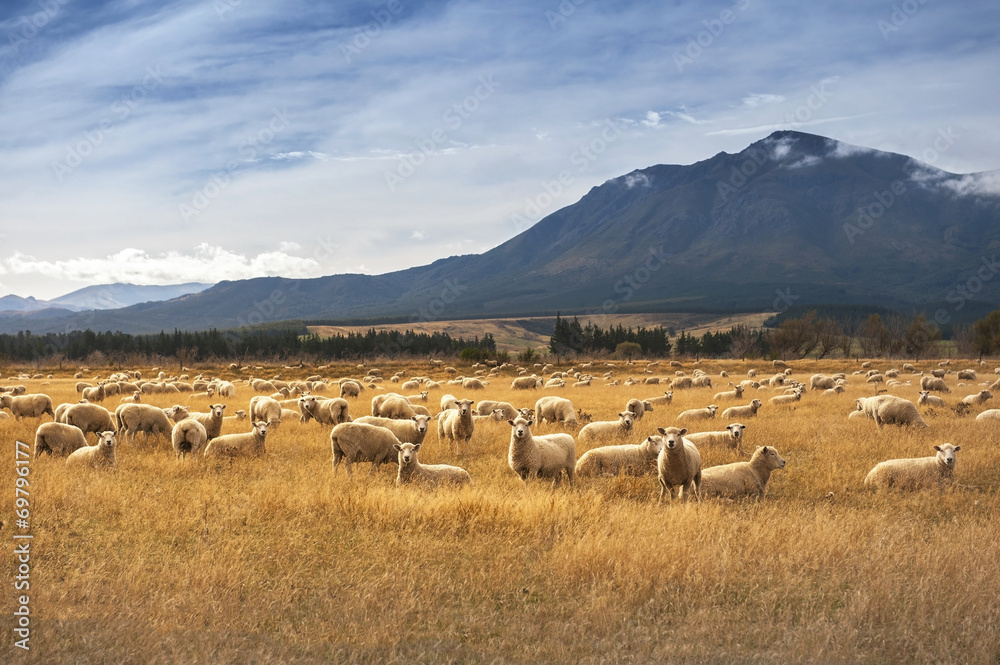 Naklejka premium Sheep at New Zealand