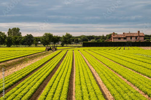 campo di insalata 1
