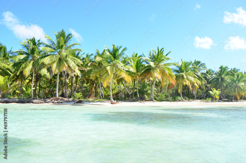 Summer nature scene. Tropical beach with palm trees