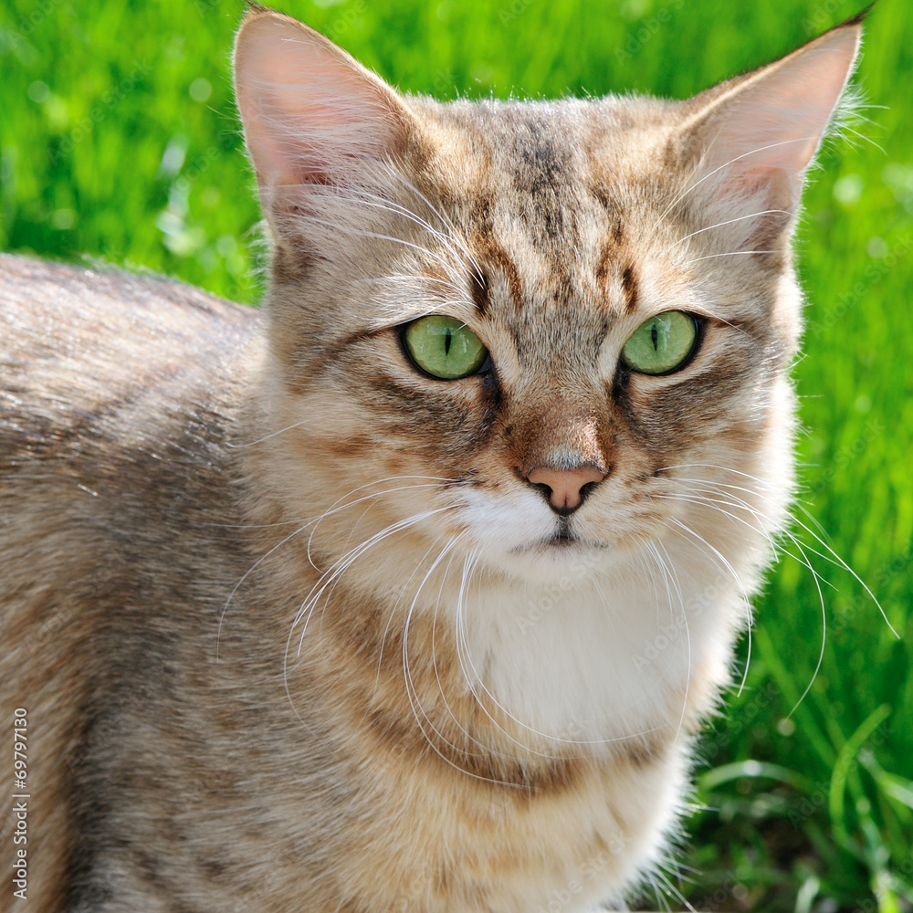 cat on a background of a green grass