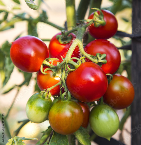 Tomato plant closeup