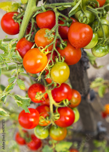 Tomato plant closeup