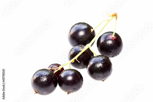 Black currant on a white background