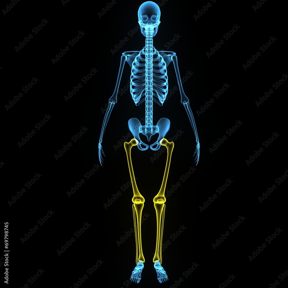Skeleton legs Skeleton legs