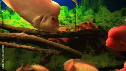 Tropical fish red Cichlid photo