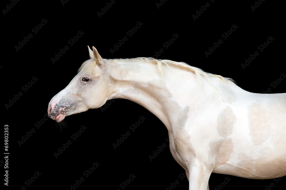 White pony with spots on black background
