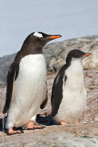 chick and adult bird Gentoo penguin near the nest