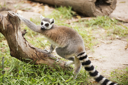 Ring-tailed lemur