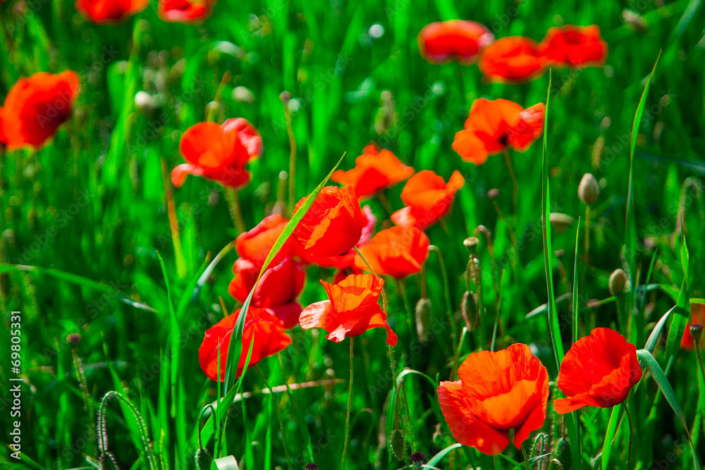 Obraz premium closeup red poppies